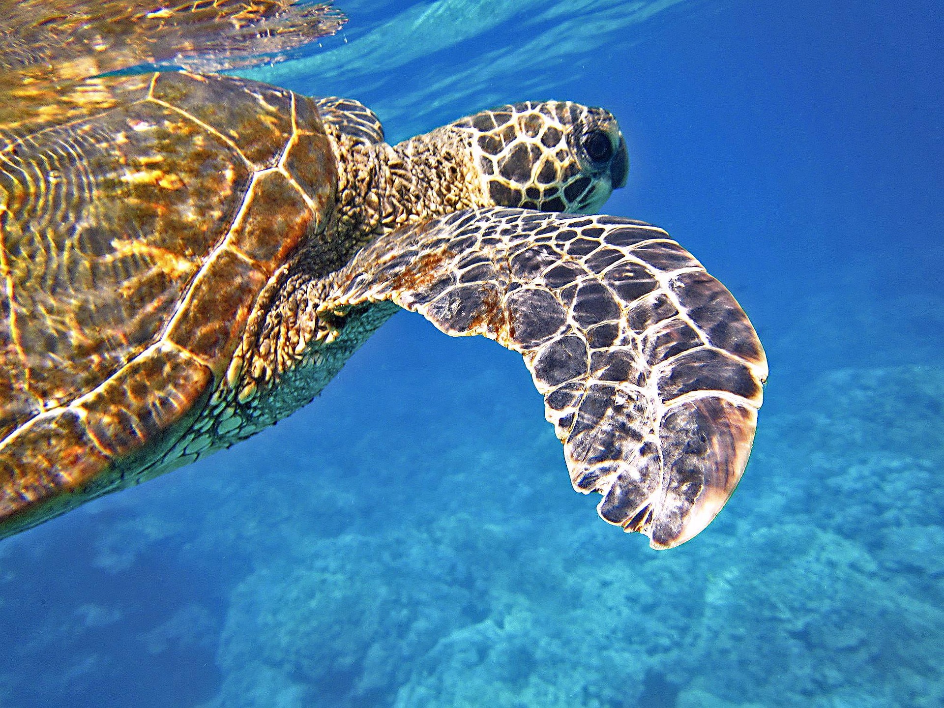 Zeeschildpad in de onderwaterwereld van Curaçao