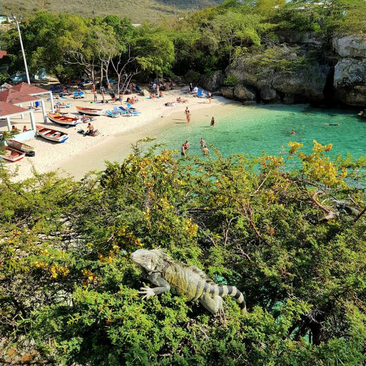 Playa Lagun Curaçao met leguaan